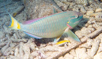 Parrotfish.jpg (53863 bytes)