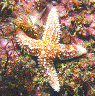 Nudi_starfish.gif (24450 bytes)