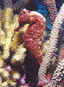 Seahorse.gif (11280 bytes)