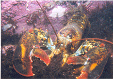 lobster.GIF (37630 bytes)