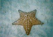 starfish.gif (29438 bytes)